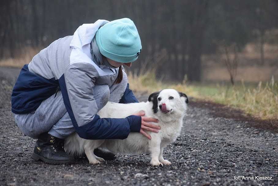 Fox śliczny kundelek do adopcji