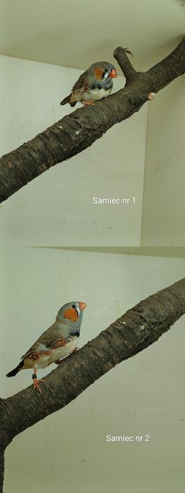 Zeberki,amadyna zebrowata