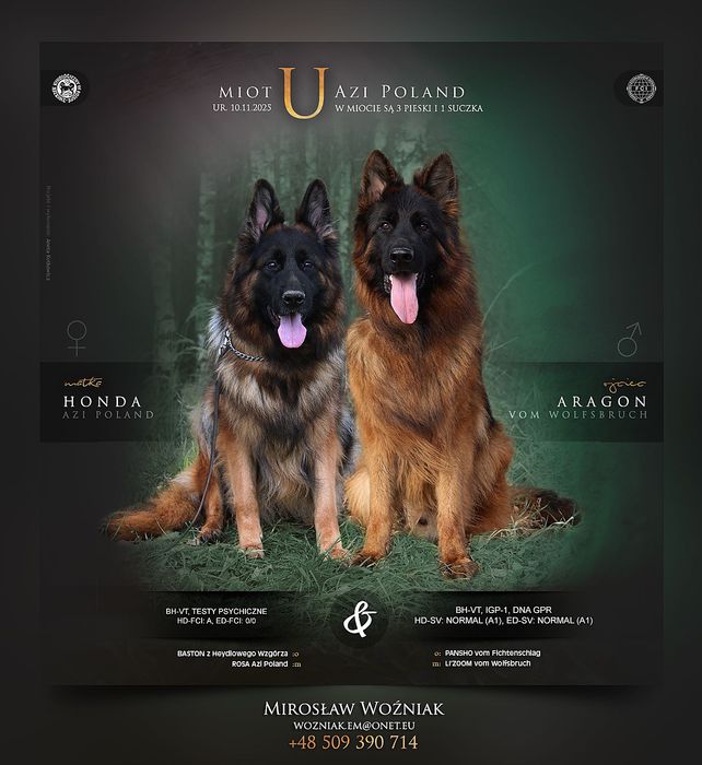 Owczarek Niemiecki Długowłosy ZKwP / FCI Owczarki Niemieckie RODOWÓD