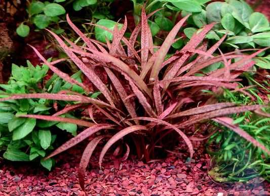 cryptocoryne spiralis czerwona