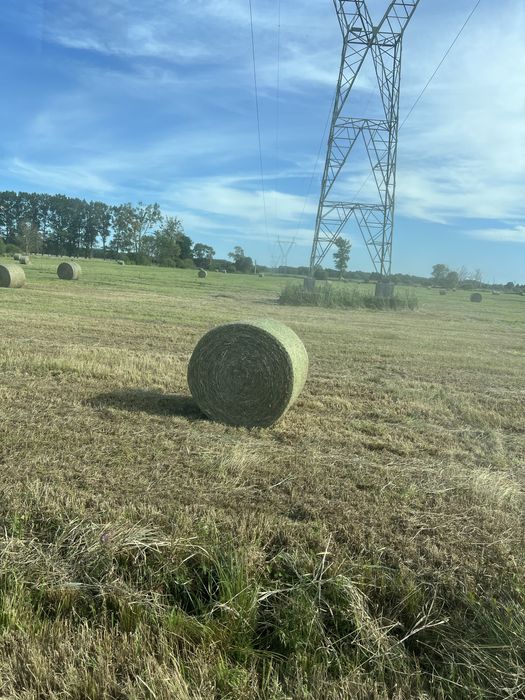 Siano bele 155 cm transport