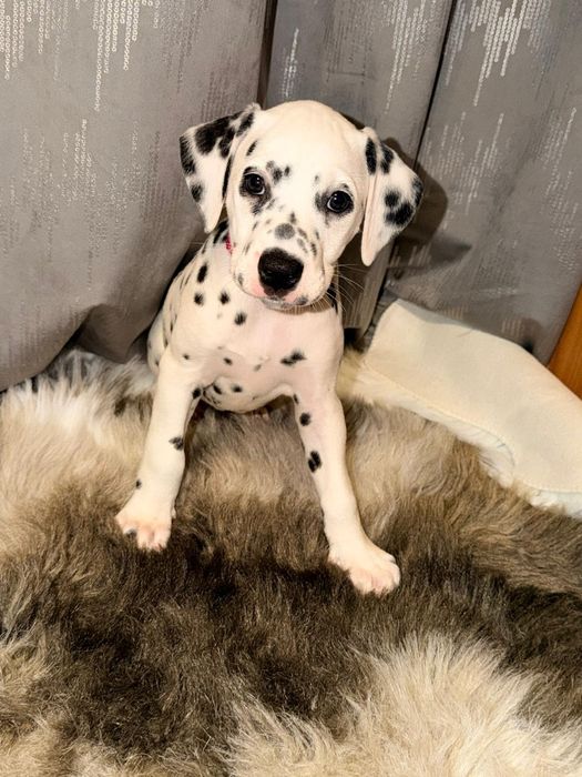 Suczka rasy dalmatyńczyk