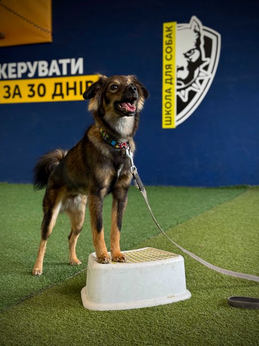 Готель для собак, Пансіон, Зооготель Стоянка Білогородка Чайка