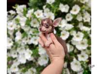 Chihuahua mini suczka xs gotowa do odbioru