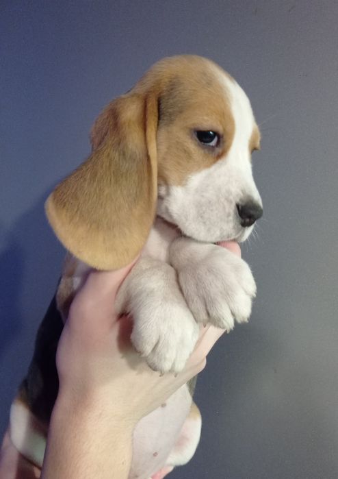 Біглюшки 2,5 місяці