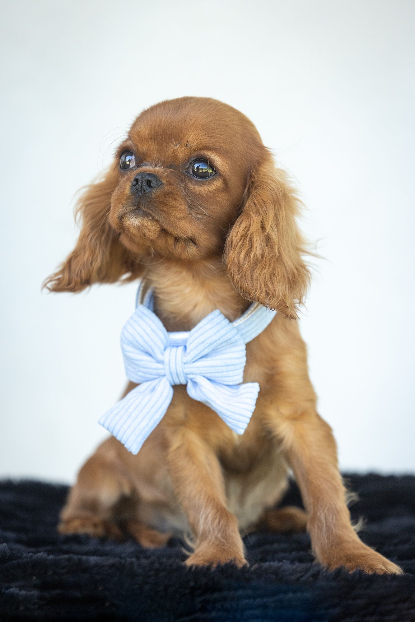 Cavalier King Charles Spaniel* Mini Chłopczyk LUIS* gotowy do odbioru