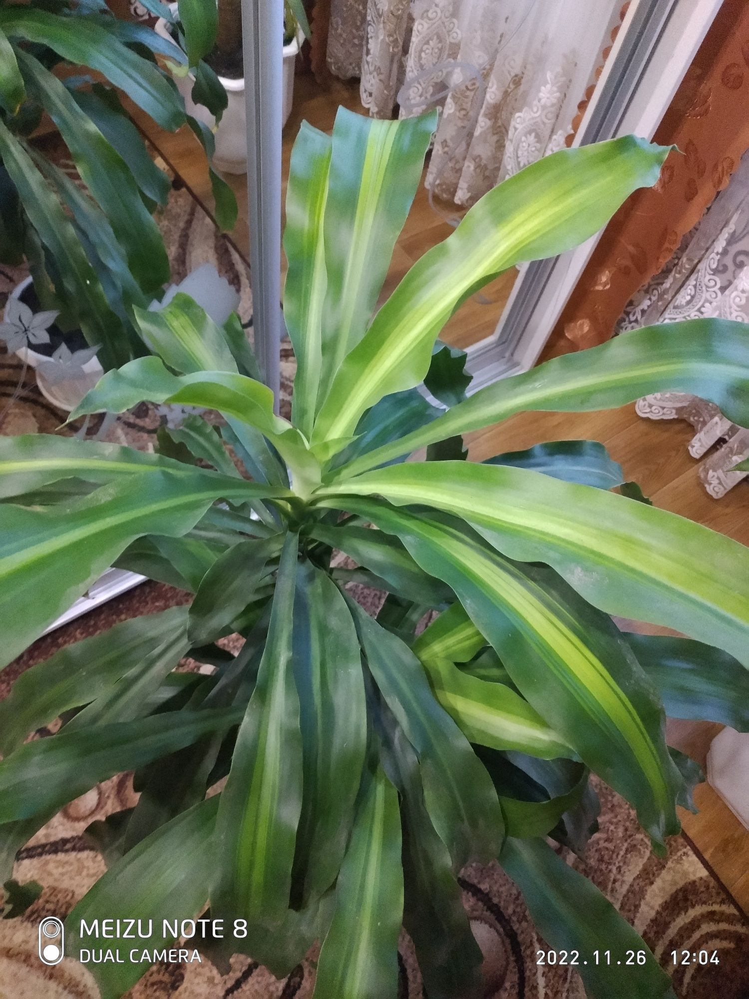 Растение"DRACAENA FRAGRANS"на стволе