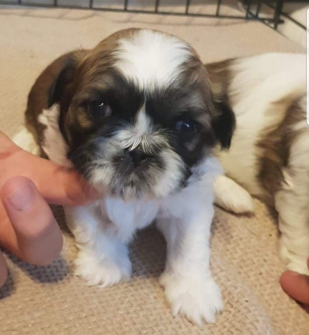 Shih tzu tricolor 8 tyg metryka chip paszport