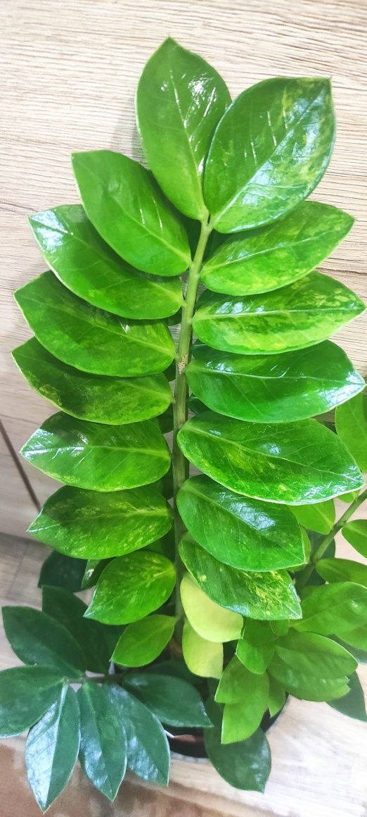 Zamiokulkas Variegata