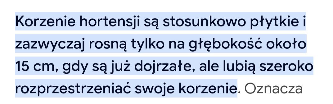 Hortensja bukietowa biała