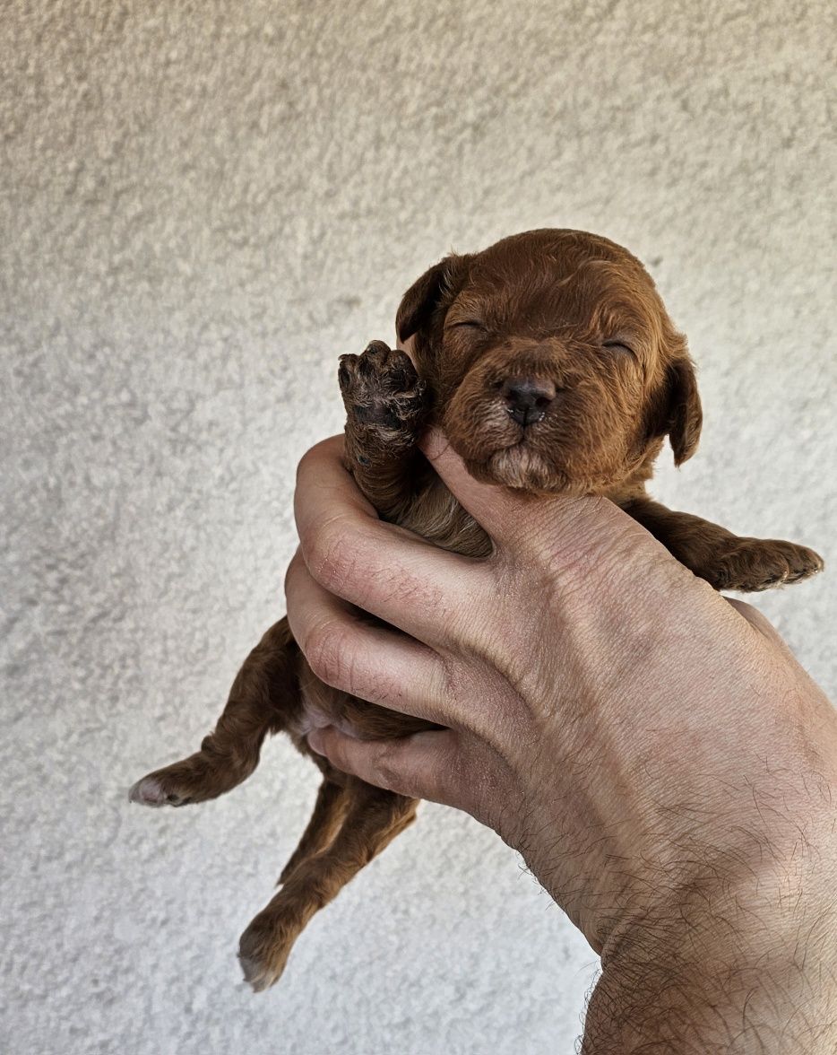 Cavapoo  f1 mini piesek piękne kolory