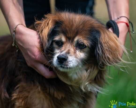 Kochany, starszy psiak PITER szuka nowego domku!