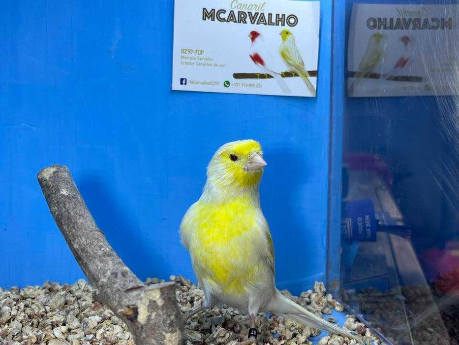 Canários - Ler Descrição
