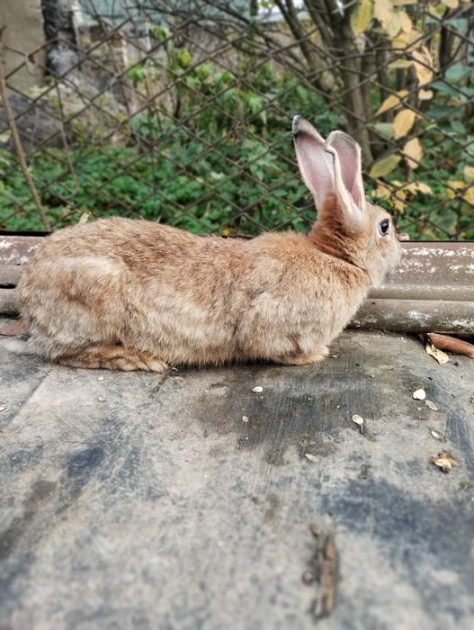 Вагітна кролиця.Термін приводу 24листопада.
