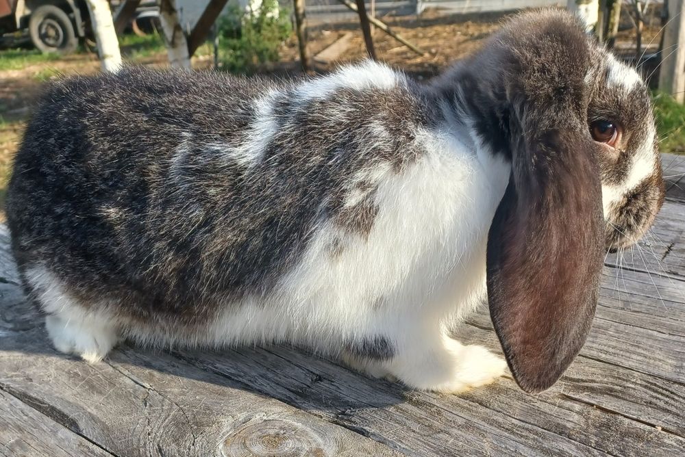 Sprzedam króliki baran farncuski