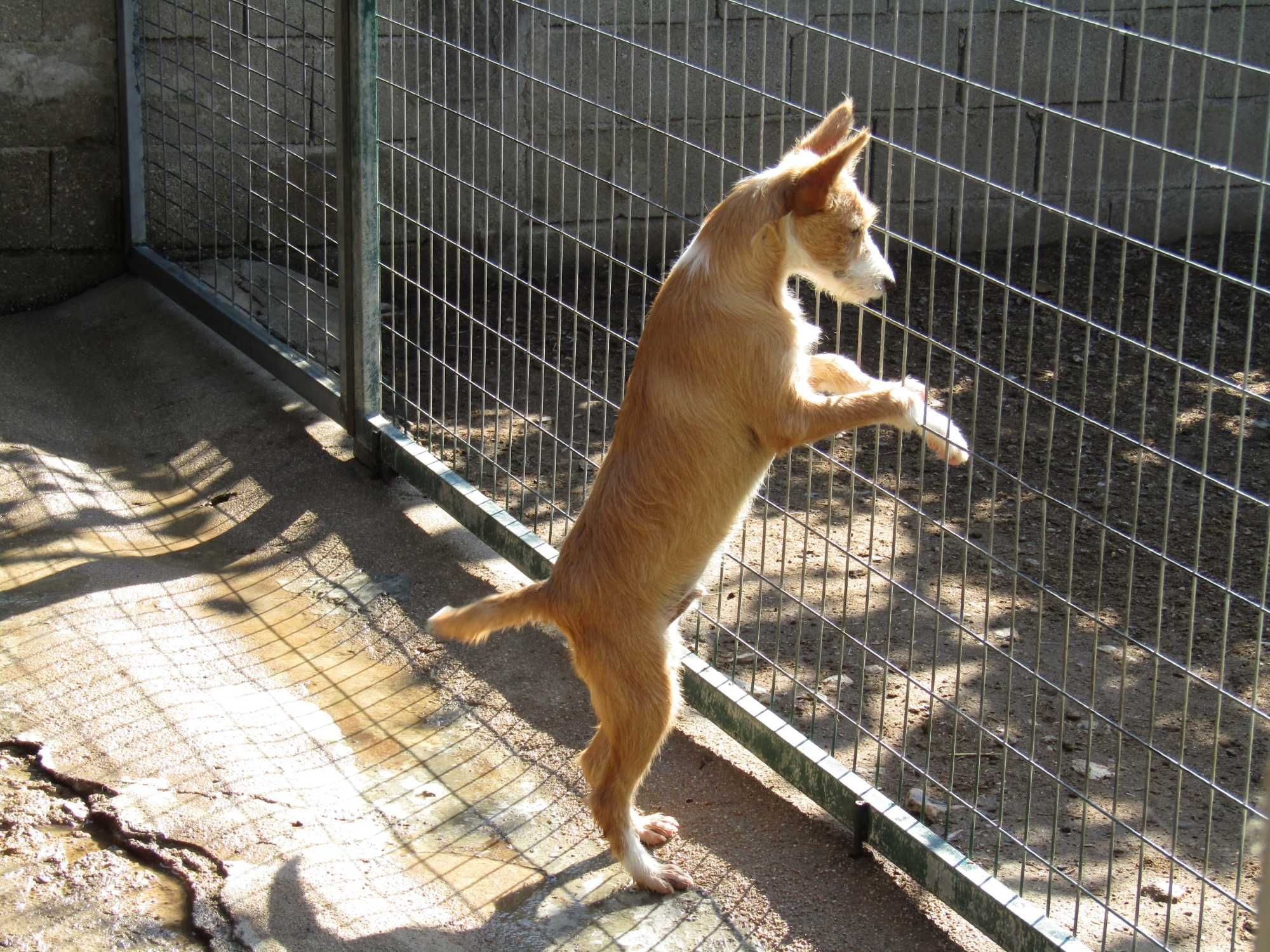 Podengo Português Médio cerdoso com LOP/Pedigree.