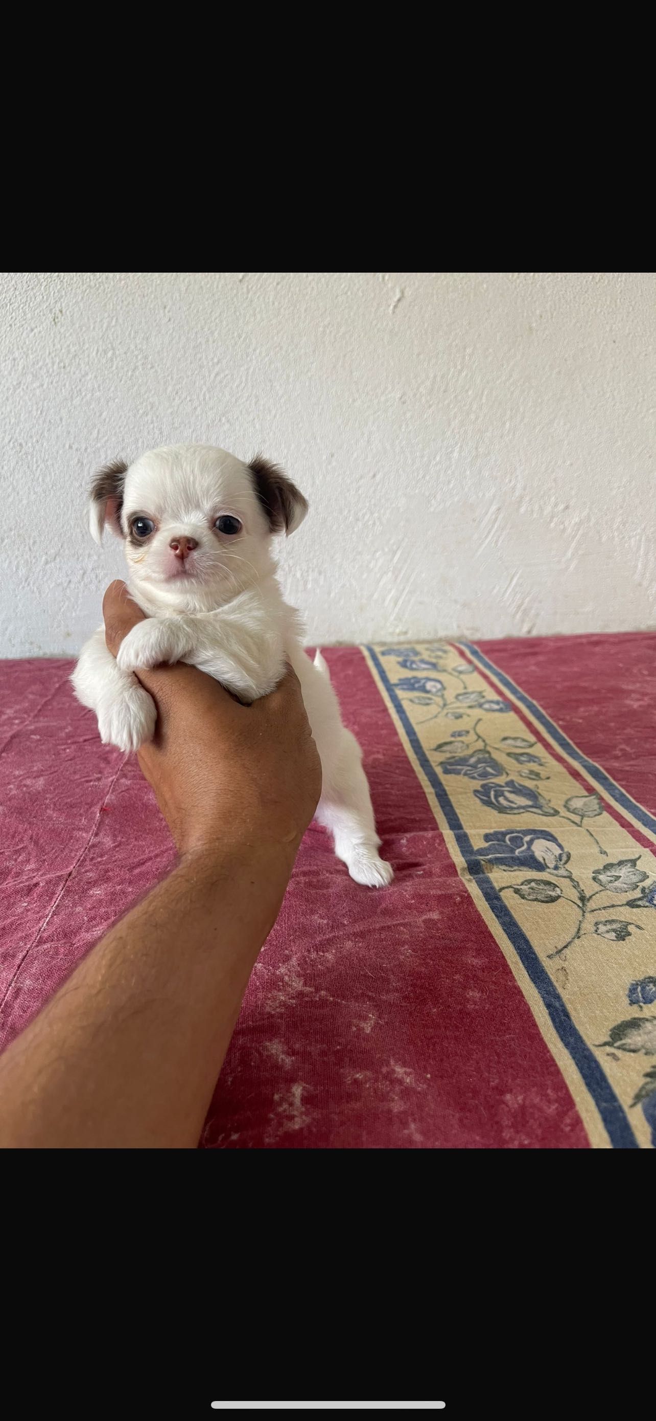 Chihuahua macho miniatura pelo longo
