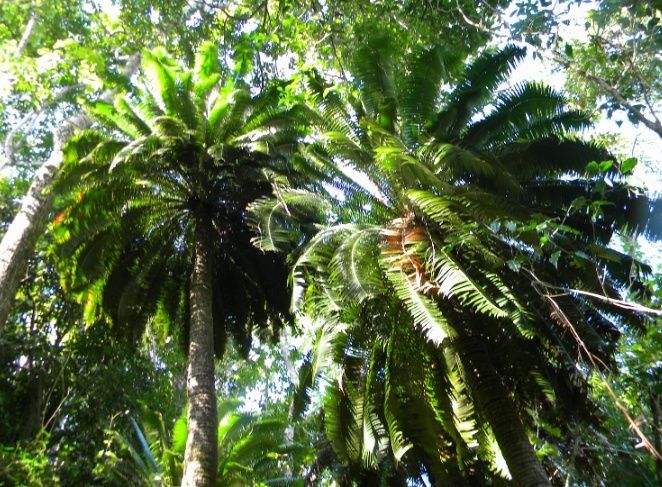 Palmeira de goma ou Dioon spinulosum