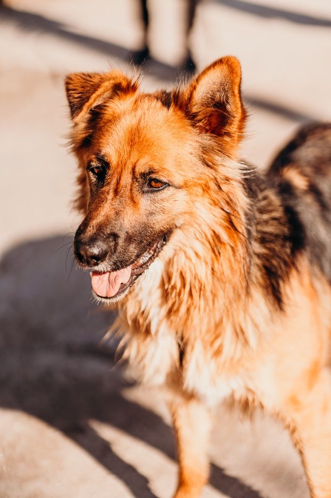 Ares poleca się do adopcji!