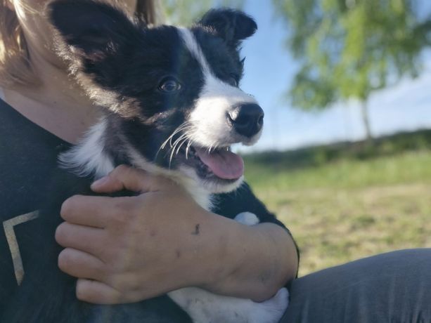 Szczeniak Border Collie - gotowy do odbioru