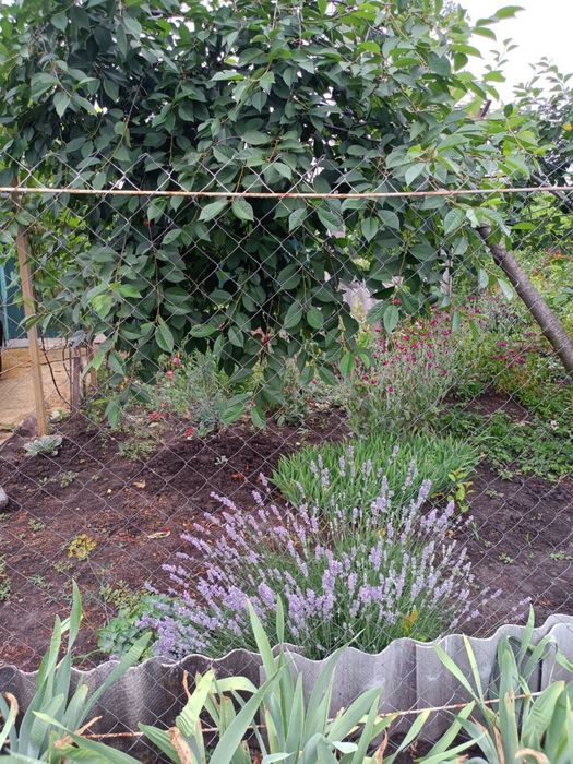 У продажу дача в Малій Данилівці