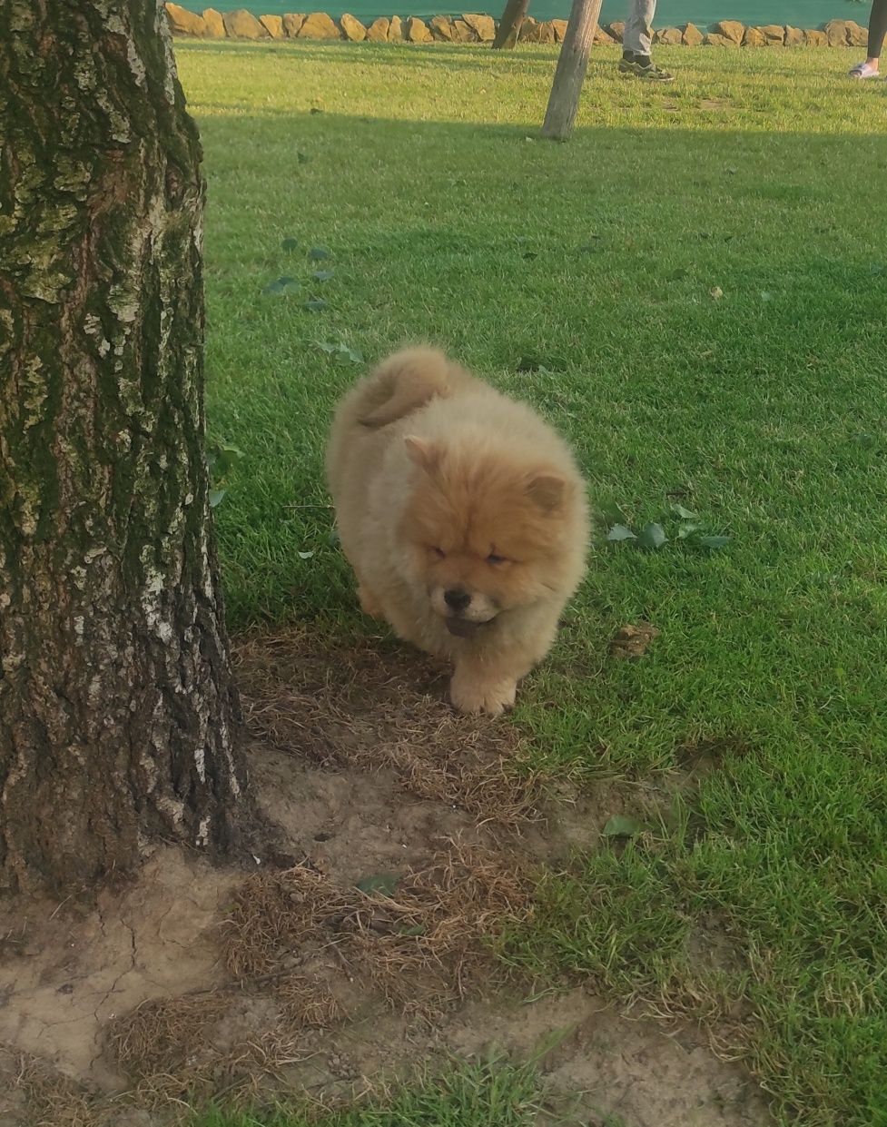 Chow chow ruda suczka