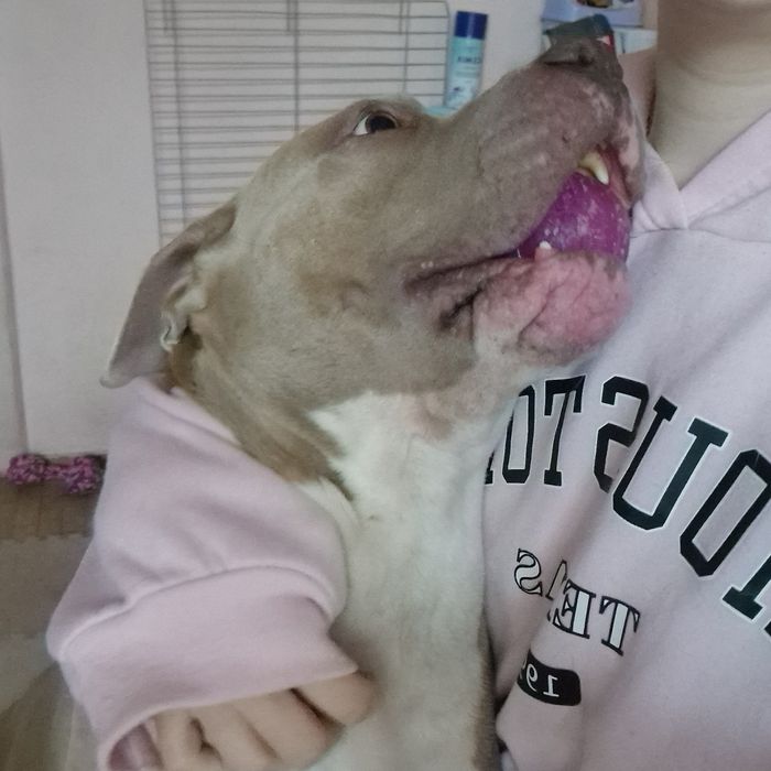 Домашня перетримка собак у Києві, dog sitter