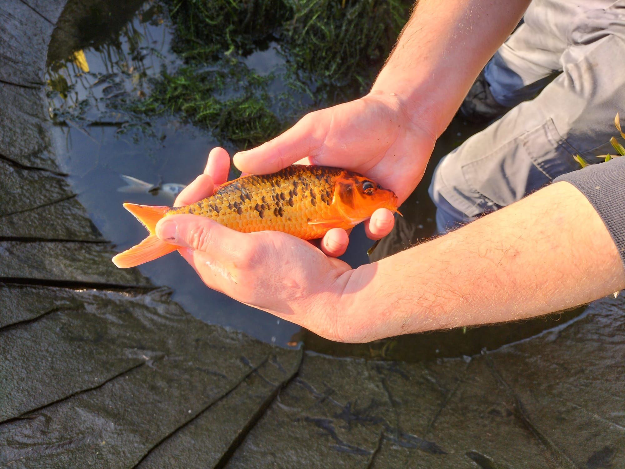 Carpas koi +-20 cm