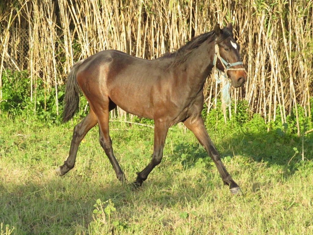 Poldros lusitanos de 2 anos