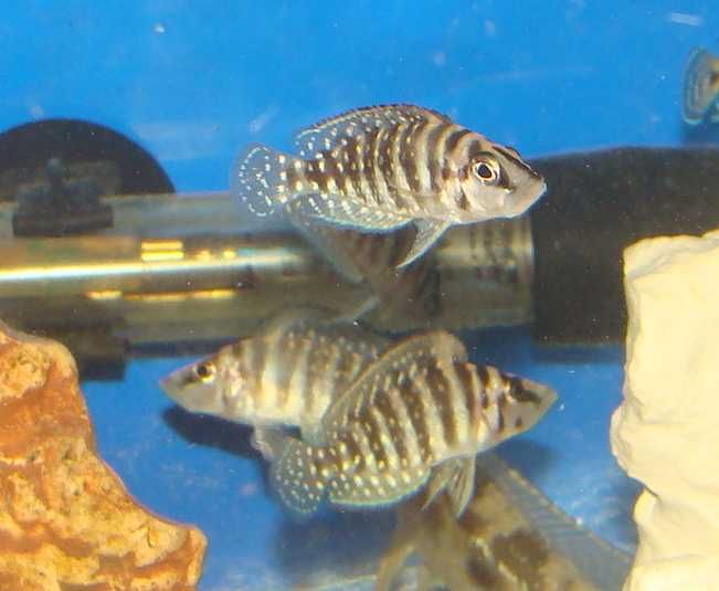 Altolamprologus calvus black