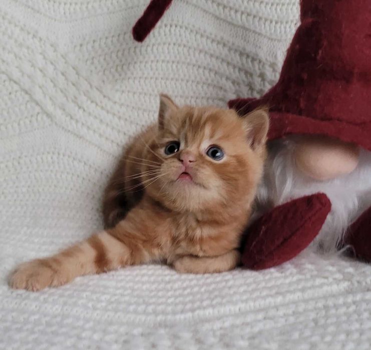 Плюшик та симпатяга! Милий хлопчик-кошеня в насичено-червоному мармурі