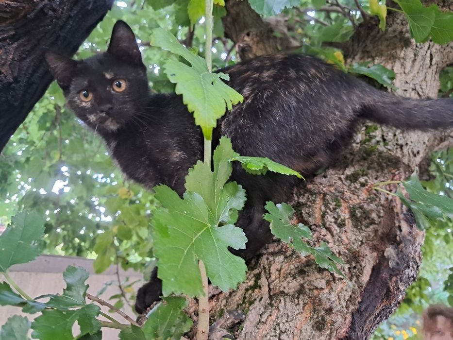 Кошенята в добрі руки