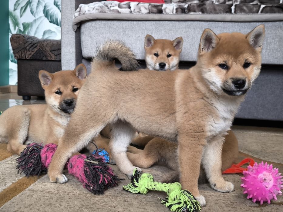 Shiba Inu śliczne pieski i suczki ZKwP/FCI