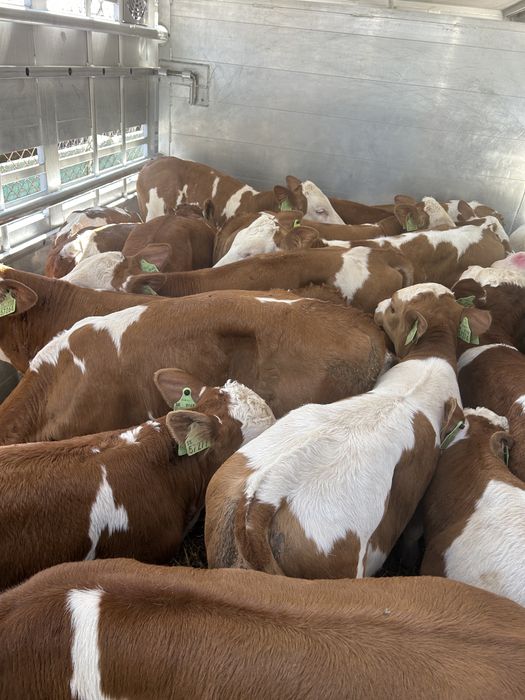 Byczki Cielęta Simental