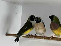 Diamantes de gould - Femeas