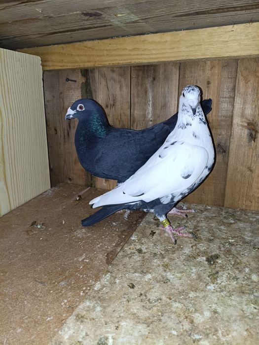 Golebie pocztowe tygrysy