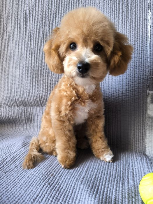 Мальтіпу хлопчик , F1