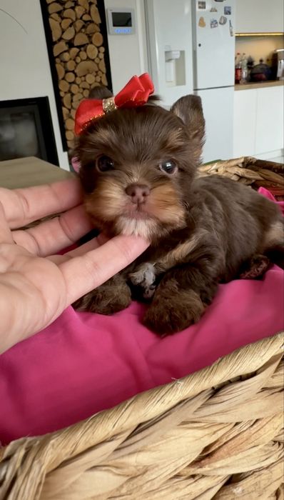 Yorkshire Terrier choco , choco tan , czekolada  suczka