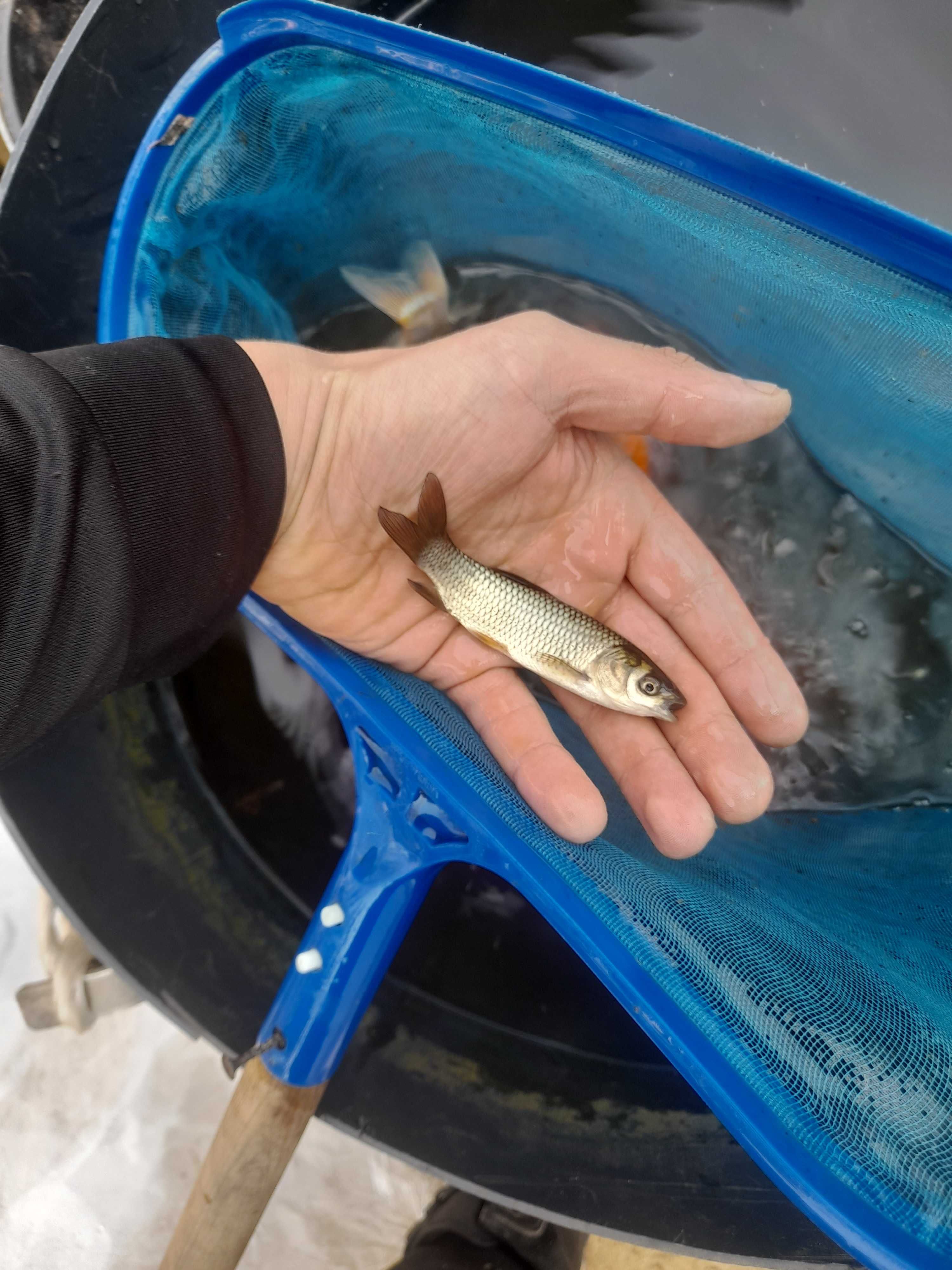 Ryby Kroczek narybek Jesiotr Karp koi Szczupak Okoń Karaś koi Lin Sum