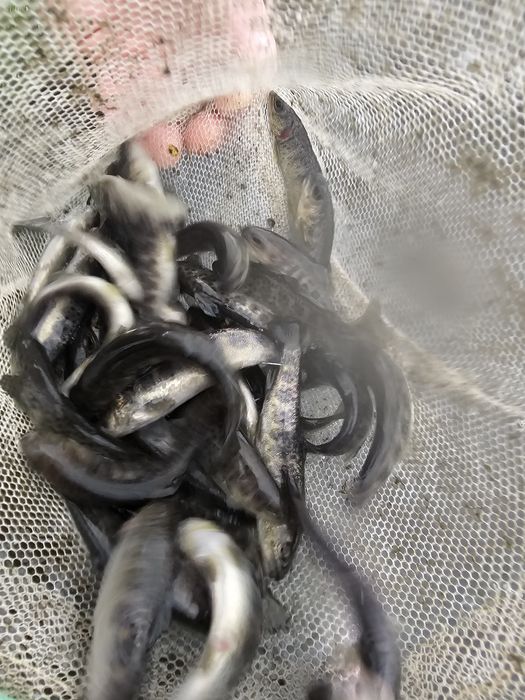 Narybek kroczek pstrąga pstrag tęczowy potokowy