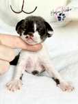 Przeslodkie dziecko kocie Devon Rex z Hasu’Neko*PL