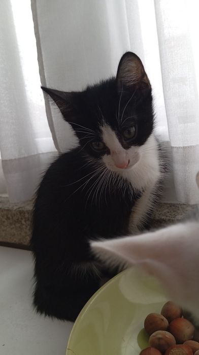 Gatinho para adoção