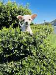 Chihuahua menino lindo