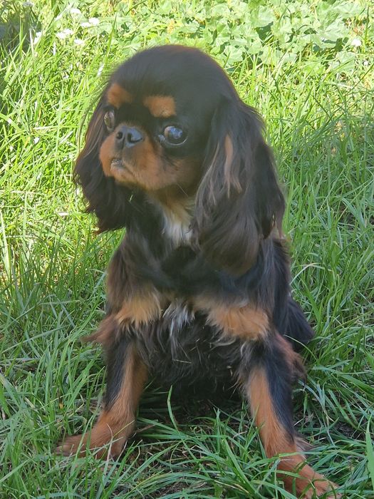 Sprzedam pieska Cavalier King  Charles