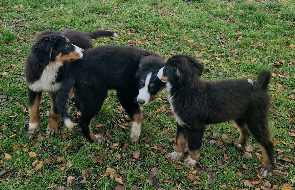 Szczenięta po berneński pies pasterski