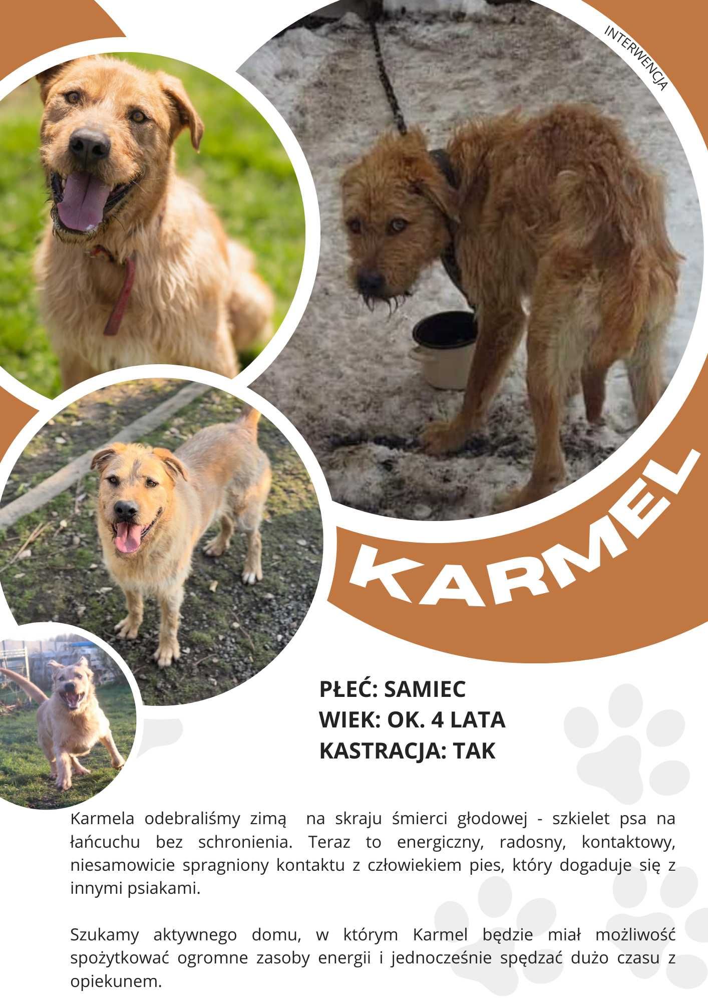 KARMEL - około 4 letni pies