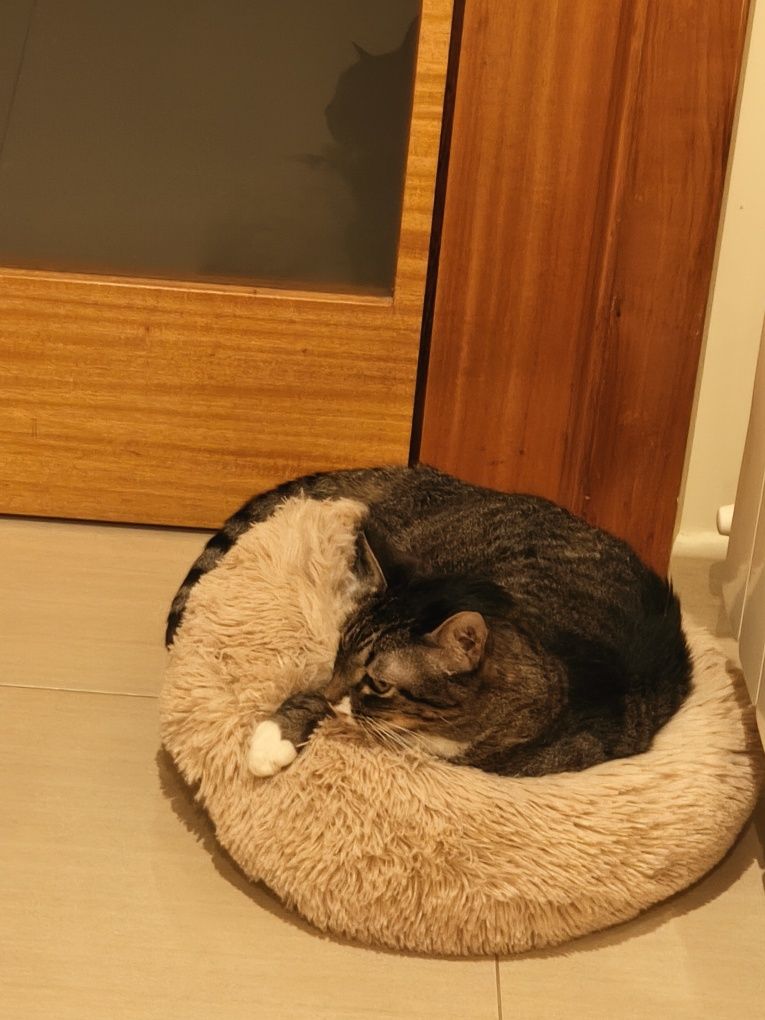 Da se gato comum europeu