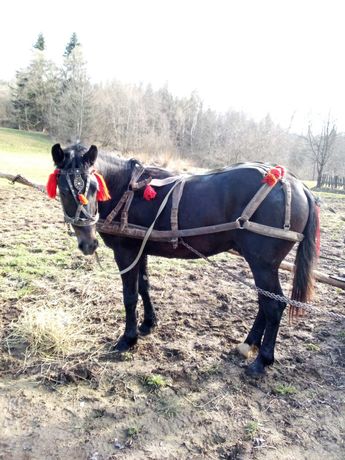 Продам жеребчика або обміняю на кобилу