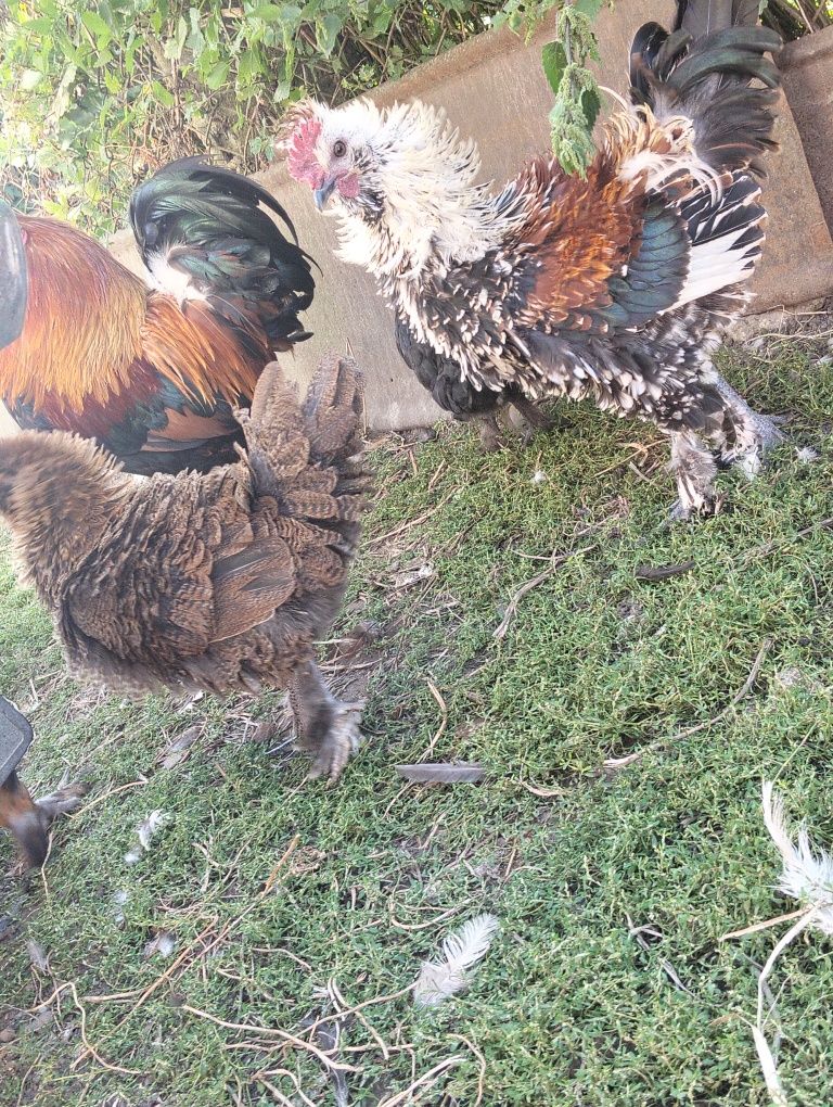 Продам кури породні