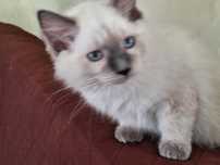 Kocurek rasy Ragdoll